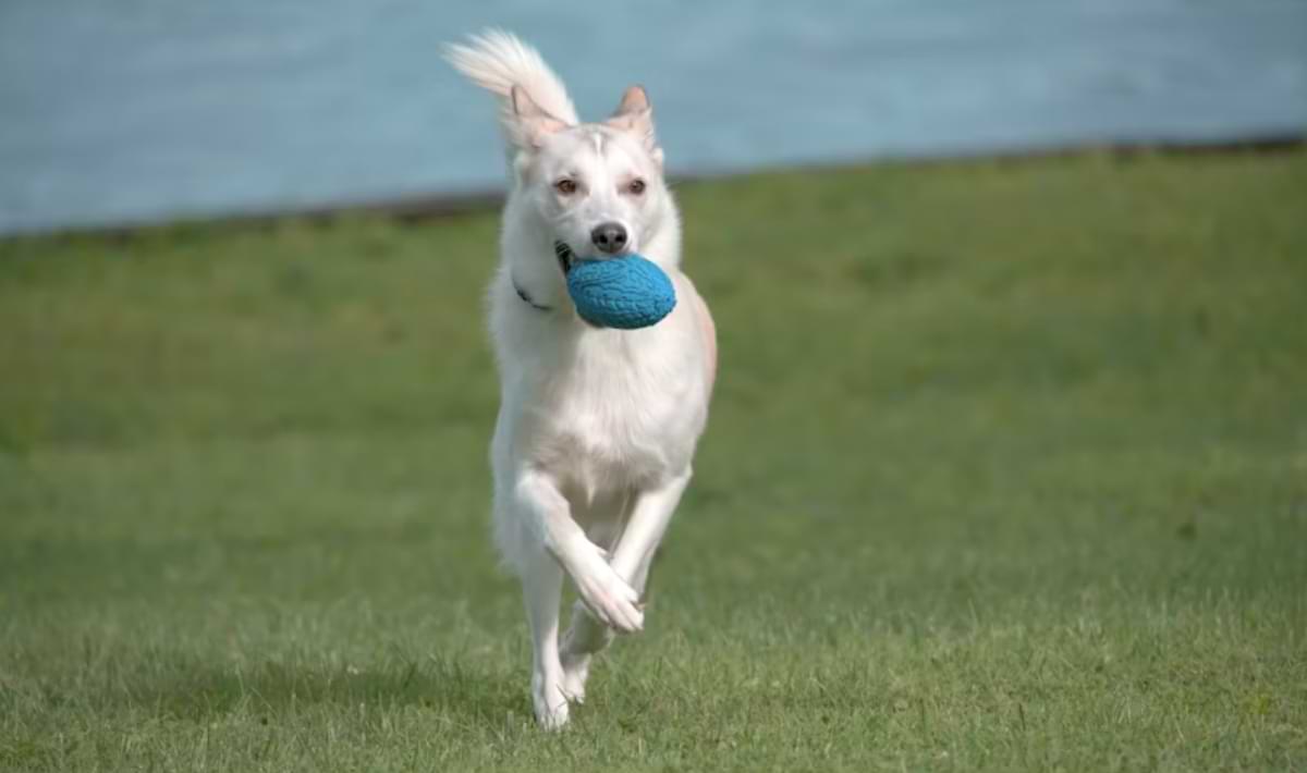 Light-colored dog running across green grass with a blue toy in its mouth near a waterfront, capturing a playful pet-friendly moment outdoors.