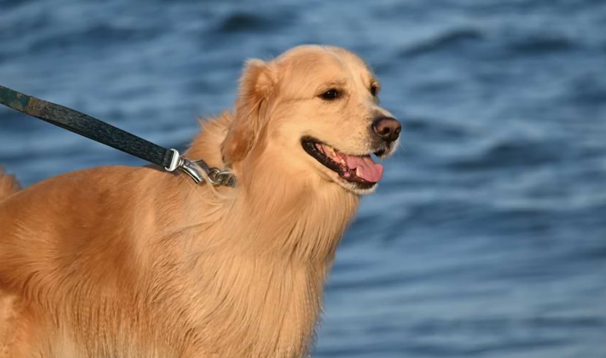 Golden-colored dog on a leash stands near the shoreline with gentle blue waves in the background, looking out toward the water.